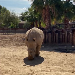1.2K views · 106 reactions | ‪Zuri- white rhinoceros: Takes up a lot of space, awesome at taking mud baths, but tends to leave a BIG mess behind. Thinks she’s the queen of the herd and can be a little pushy at times... 憐 ‬ ‪#AnimalPerformanceReviews ‬ | Wildlife World Zoo | Facebook