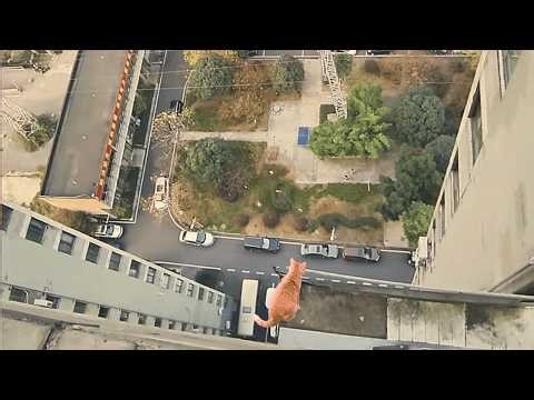 Saving a kitten trapped on the 21st floor - One step from the edge