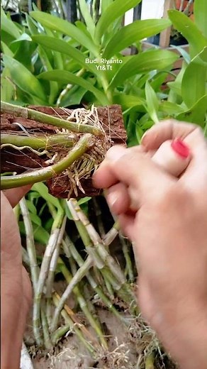 Hanging Orchid Mount Tutorial | Using Pine Wood, Coconut Fiber & Thread #shorts