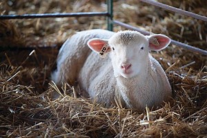 Livestock Industries