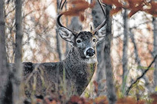 Bladen removed from CWD secondary surveillance areas | Bladen Journal
