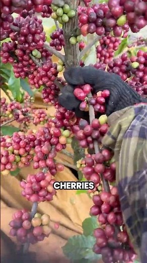 How Vietnam Grows Coffee and Black Pepper Together