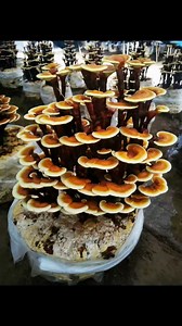 300 reactions · 18 shares | WhatsApp +86 183 2151 1118 | 安广杰 | Facebook