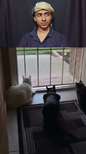 Cats Really Freaking Out