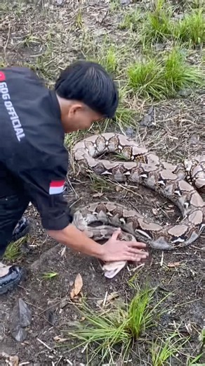 Slow but sure #snake #viralvideo #bigsnake