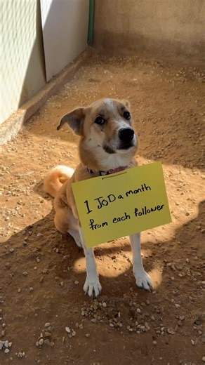 Al-Rahmeh For Animals on Instagram‎: "الرحمة عم تمرق بظروف صعبة، والأعباء المادية عم تكبر علينا بسبب تراكم فواتير العلاج والأكل. عدد الكلاب اللي عنا زاد، وكثير منهم كبروا بالعمر وتعبوا، وبحتاجوا أكل خاص، أدوية مستمرة، ورعاية يومية خاصة. كل فاتورة مش مدفوعة هي التزام علينا، ولازم نسكّر التزاماتنا عشان نكمّل مساعدة و إنقاذ غيرهم. مساعدتكم، مهما كانت بسيطة، بتفرق. للدعم: • كليك RAHMEH2024 ‏• GoFundMe في البيو Urgent Appeal 🤍 Al-Rahmeh is going through an extremely difficult time. We are und