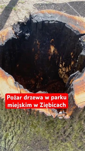 Pożar drzewa w parku miejskim w Ziębicach
