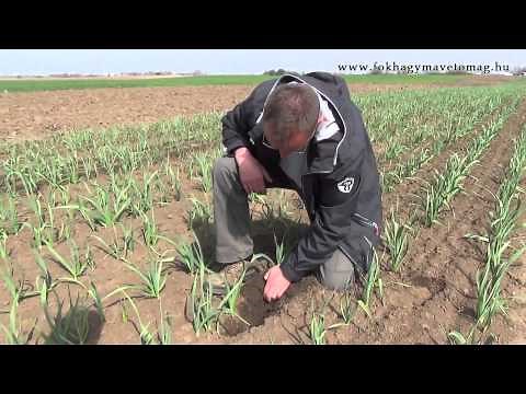 Fokhagyma termesztés.