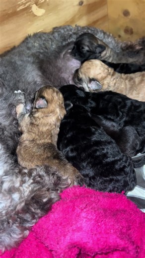 Our toy poodle litter! #fyptt