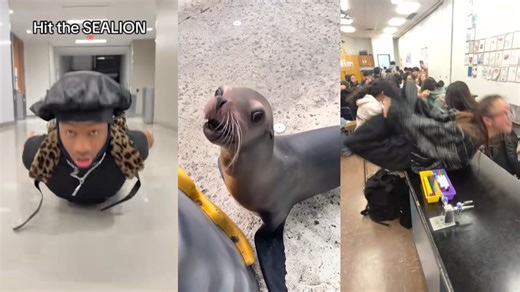Everybody Hit the Sea Lion | Know Your Meme