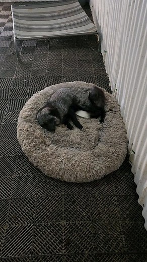 15K views · 194K reactions | Just a very happy Jasmine excited to see...