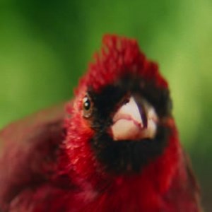 A little birdie told us you should take advantage of the NIPSCO Energy Efficiency Programs to save money for your home or business. Visit NIPSCO.com/savenow to learn more. | NIPSCO