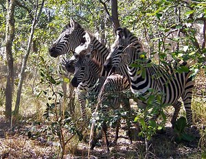 Passive Wildlife Capture | Wildmoz | Magazine