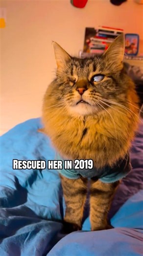 My sweetie pie 🥧 #catdaddy #blindcat #rescuecat #catsofyoutube #catbreed #catlovers #pets #lioness