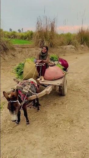 Donkey Cart Ride
