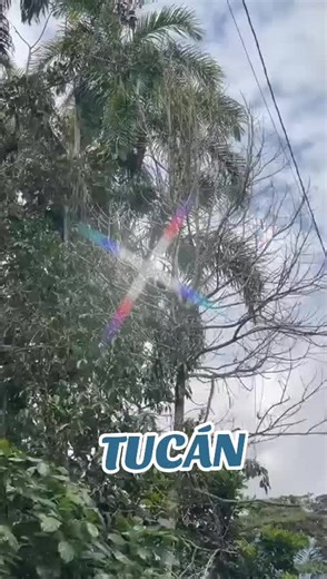 Videos de Leo Gallardo (@leogallardos) con “sonido original - Nito”