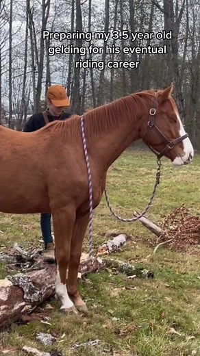 916K views · 10K reactions | Starting horses under saddle should not...