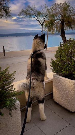 3 Months with My American Akita: Growing Strong
