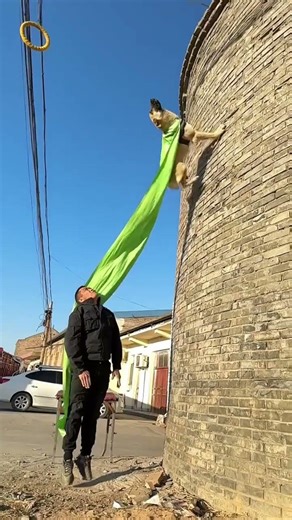 Title: Avoid These Dangers: Don't Mimic! Pro Eavesdropping & Wall Climbing Skills of Dogs