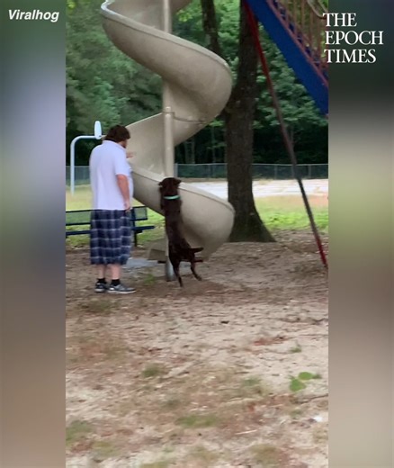 This chocolate lab seems to love sliding at the playground! 😂 Credit: ViralHog | Bright