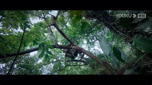 A man got lost and entered a snake cave, where he found many snake eggs. He smashed all the eggs! 男人迷路进入蛇窟发现许多蛇蛋，男人直接把蛇蛋全部砸碎！ #蛇岛狂蟒 #SnakeIslandPython #优酷电影 #youkumovie | Youku Movie