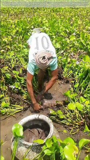 Hands Deep in Mud: Why This Farmer’s Water Harvest Is More Than Just Fish