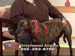 Homeless Tails - NJN Public Television & Radio