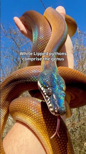 The Truth About White Lipped Pythons
