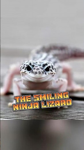Leopard Gecko | The Smiling Ninja Lizard #animalenigmas