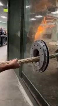 Tarzan Spotted at Zoo in Insane Gorilla Strength Duel #Tarzan #Gorilla #ZooFootage