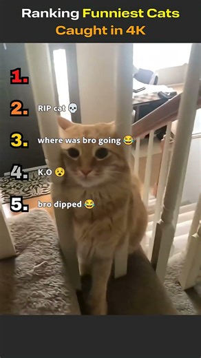 silliest cats ever 😭😭 #funny
