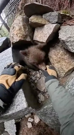 A man discovers a terrified bear cub trapped under rocks after a landslide. 🐻