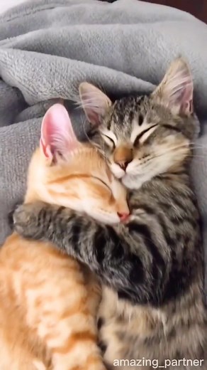 Loving Cats Compilation - Cute and Funny Cat Videos