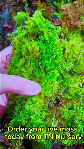 How to landscape with live moss from TN Nursery #mailordernursery #moss #mosswall