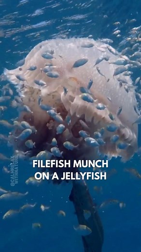 3 comments | Blue scribbles vs. spotted jelly! ⚡謁 A scrawled filefish glides through open water, gently nibbling at a white-spotted jellyfish. This clever fish isn’t picky—jellyfish make a tasty, easy meal. Its upturned mouth helps it pluck food while staying safe from stingers, showing how adaptable and resourceful ocean life can be. #calmrelaxwithnature #filefish #eating #jellyfish #ocean #marinelife #video #reels | Calm Relax with Nature | Facebook