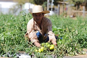 ¿Sabe cómo funciona la Agricultura en México? Descúbralo aquí