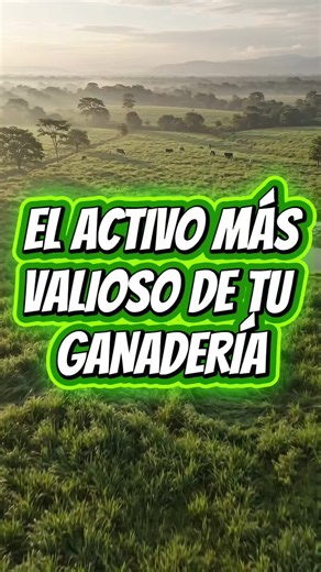 Muchos creen que el activo más valioso de una ganadería son las vacas. En realidad, el activo que genera la mayor parte de la rentabilidad es el pasto. Cada kilogramo de forraje que produce tu finca es alimento que no necesitas comprar y una oportunidad para producir más con menores costos. #innagan #ganaderiainnagan #aprendeconinnagan #pastoreoinnagan #aforoinnagan