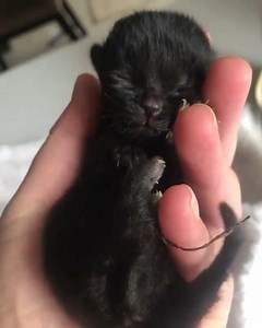 Cute black kitten | Black Cats