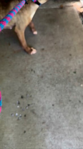 Friends, our sweet Locus is very overwhelmed in the shelter environment. She’s afraid to move at times, so unsure and so scared. Locus arrived here in such horrible condition. We don’t know her background but life has not been kind to our precious girl. With love & care she’s looking more & more healthy every day. As you can see in the video, our kennel tech Johnny has been working to help Locus gain confidence and also to gain weight. But Locus needs a comfy home and a patient, loving human to 