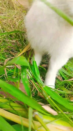 Bunny Loves Fresh Greens! 🥬🐰 #RabbitLife