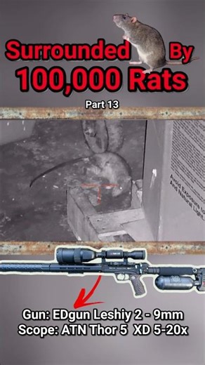 Giant rats at my feet!