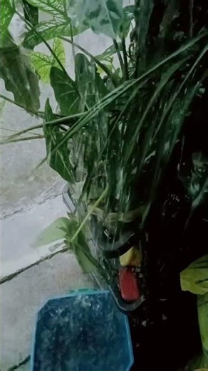 ASMR washing feet in the rain #asmr #satisfying #rain #rainoundforsleep #heavyraining