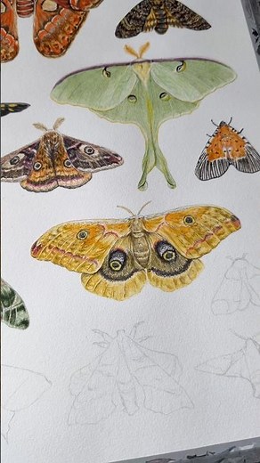Moth Series - Day 11