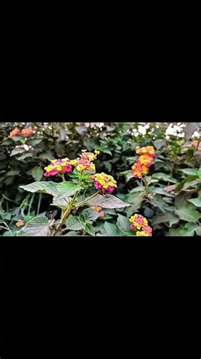 Relaxing Nature Portrait Video #NaturePhotography | #GreenLeaves #NatureLovers