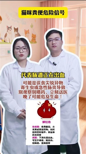 Warning: 3 Cat Poop Colors That Signal Health Risks - Beginner's Guide