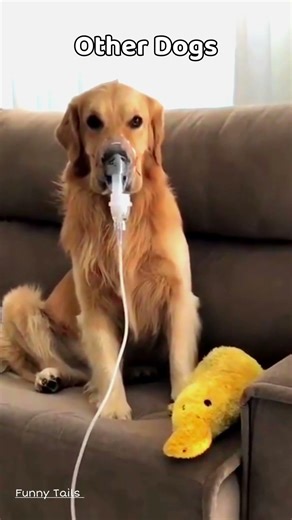 Normal Dogs vs. My Dog: The Struggle is Real! 😂 #FunnyTails #Shorts