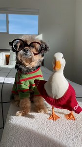 So cute #duck #ducks #ducklovers #duckwalk #duckpets #duckduck #duckmom #duckcare #asmrslimesounds #amazon #cute #cuteducks #cuteduck | Ducks_in_space