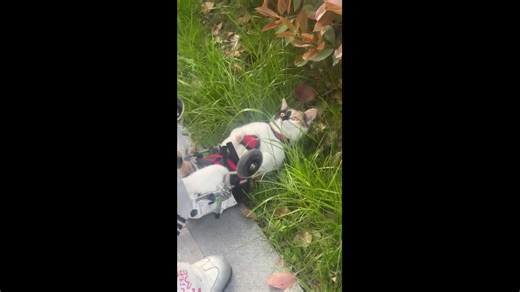 Cat with paralysed back legs falls after walker wheels overturn