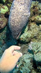 Fat moray eel 😊 #morayeel #underwaterphotography #fbreelsvideo #trendingreels #viralvideochallenge #fbreelsfypシ゚ #trend #fbpost2024 #fishingislife #fishing | Fish Hunter Vlog