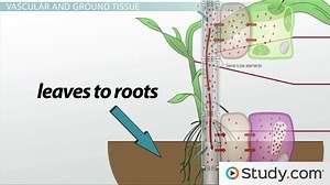 Structure of Plant Stems: Vascular and Ground Tissue - Video | Study.com